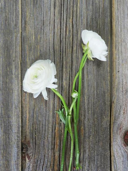 ELEGANCE BIANCO WHITE RANUNCULUS